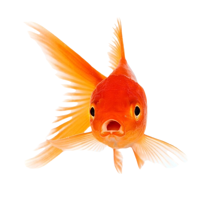 Pro zvířata